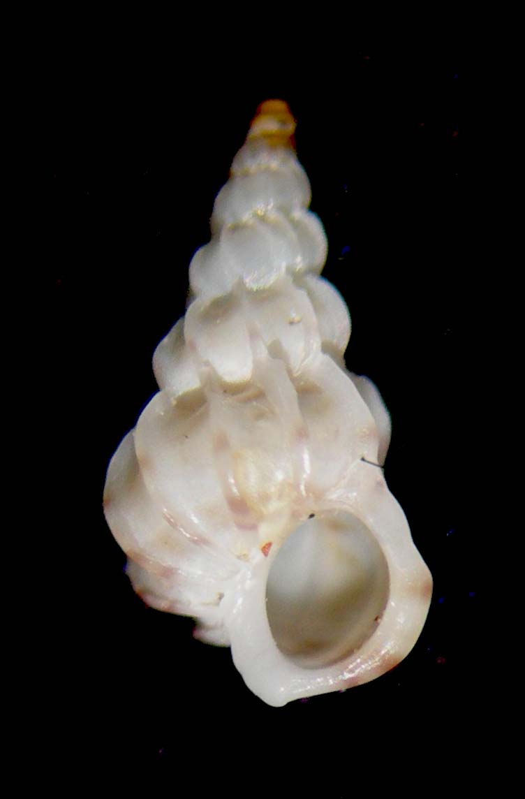 Epitonium jolyi???????